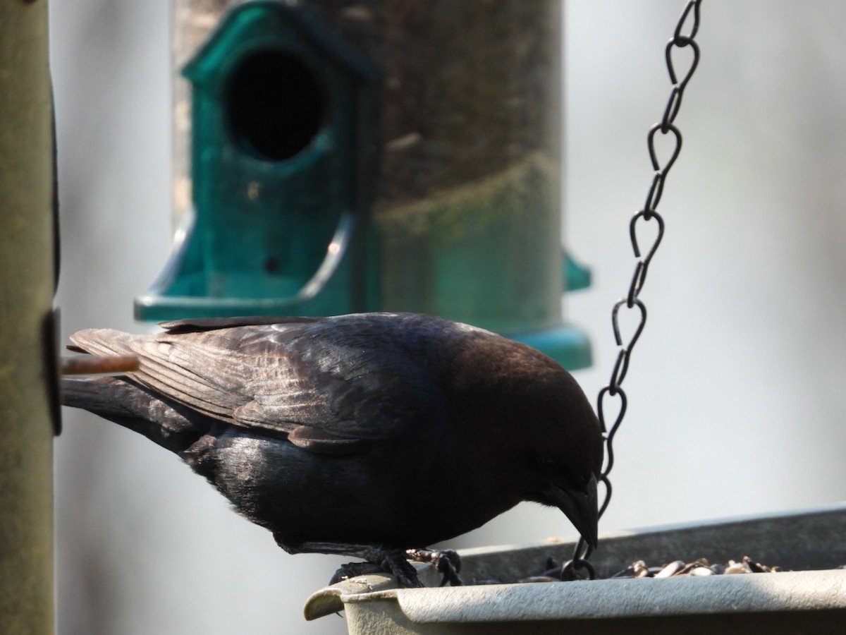 Brown-headed Cowbird - Heather Dempsey