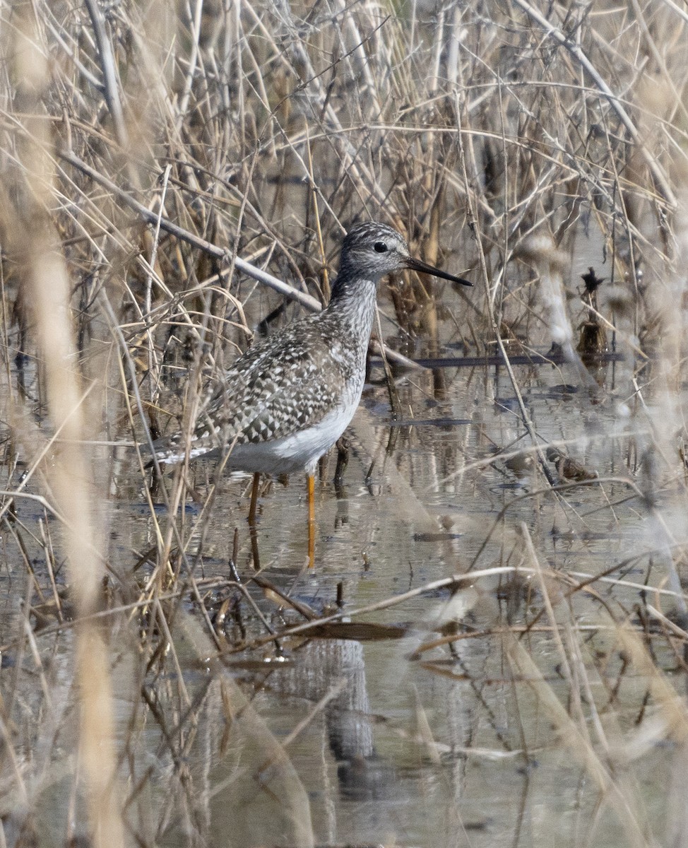 Lesser Yellowlegs - ML618989643