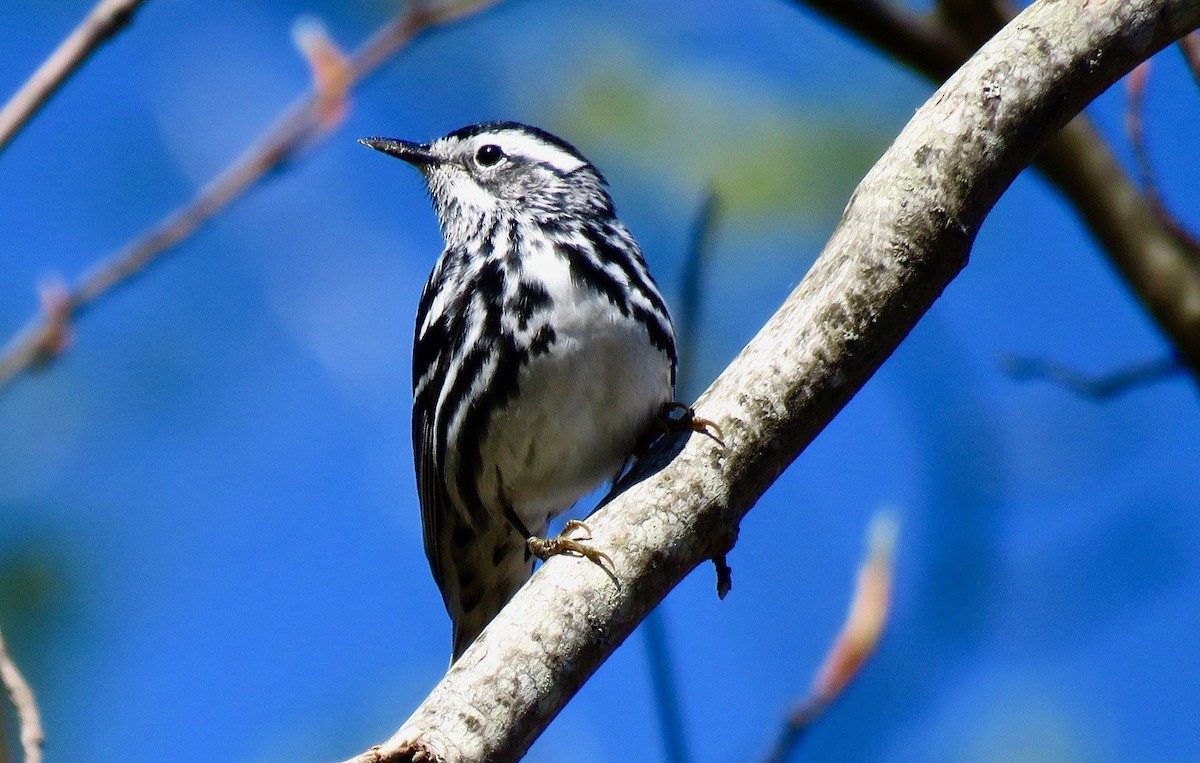 Black-and-white Warbler - ML618989665