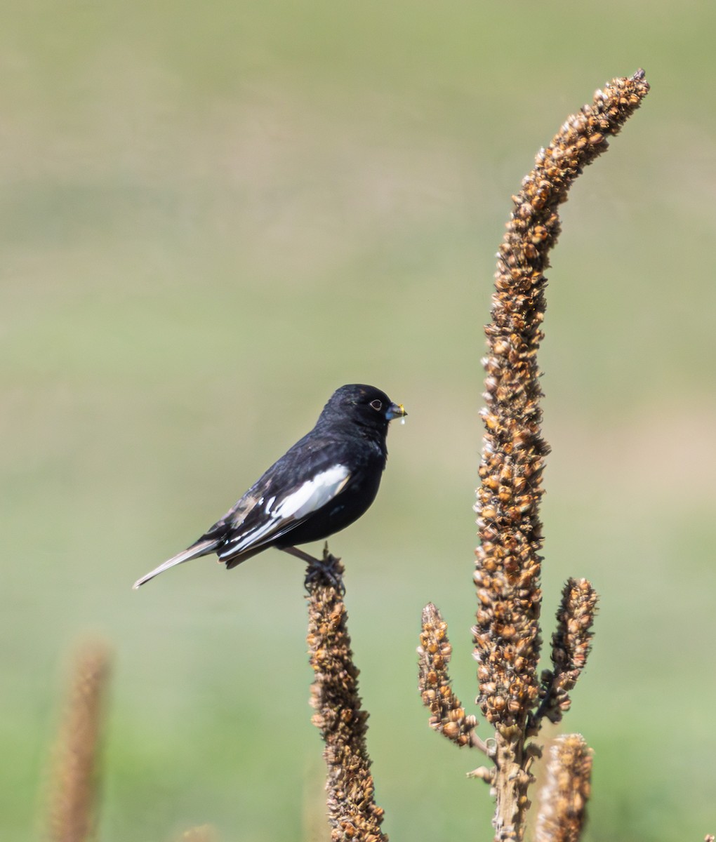 Lark Bunting - Mike Clark