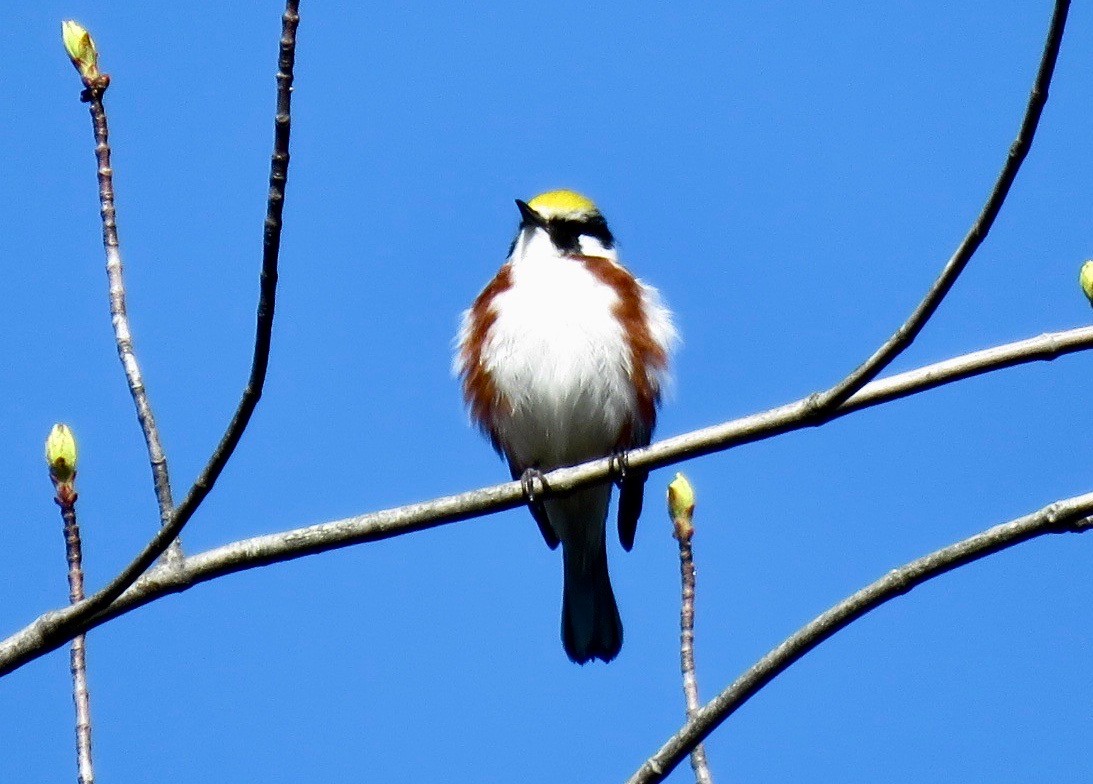 Chestnut-sided Warbler - ML618989684