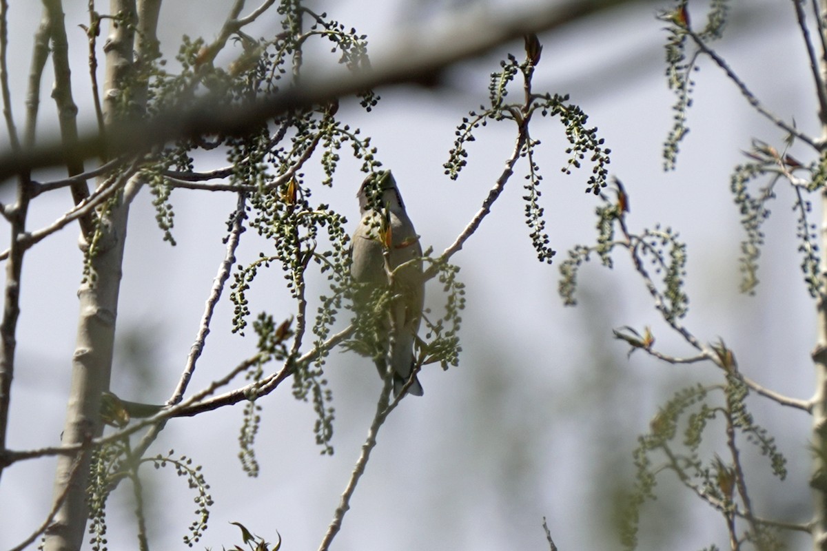 Evening Grosbeak (type 1) - ML618989685