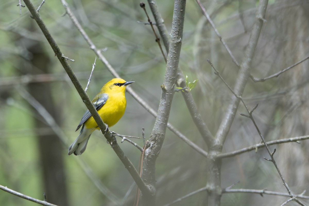 Blue-winged Warbler - Sleiman Shakkour