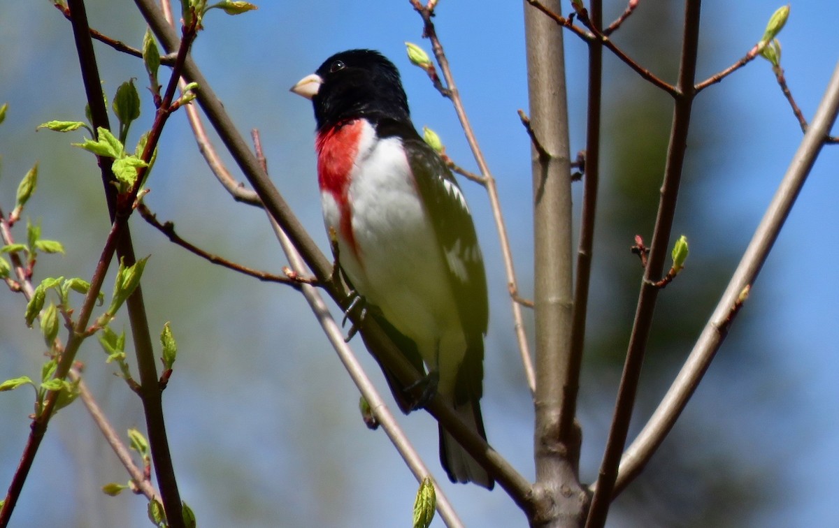 Rose-breasted Grosbeak - ML618989704