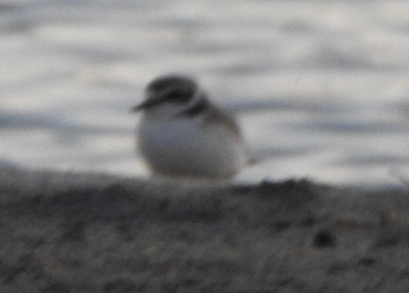 Snowy Plover - ML618989734