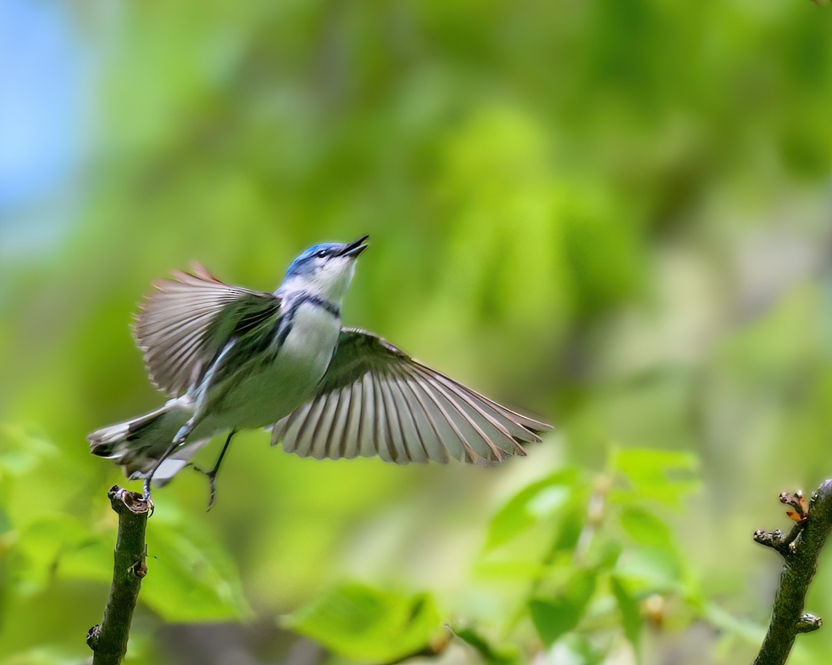 Cerulean Warbler - ML618989738