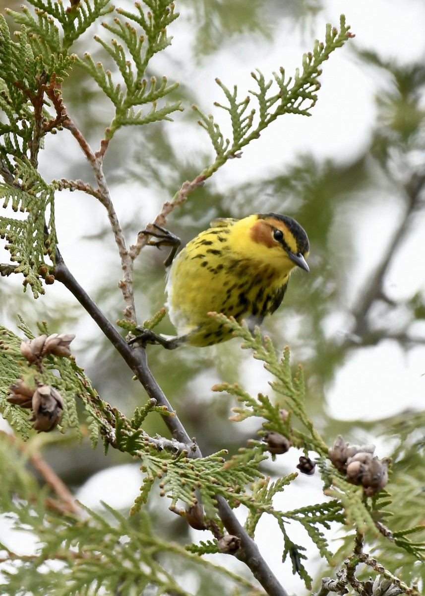 Cape May Warbler - ML618989752