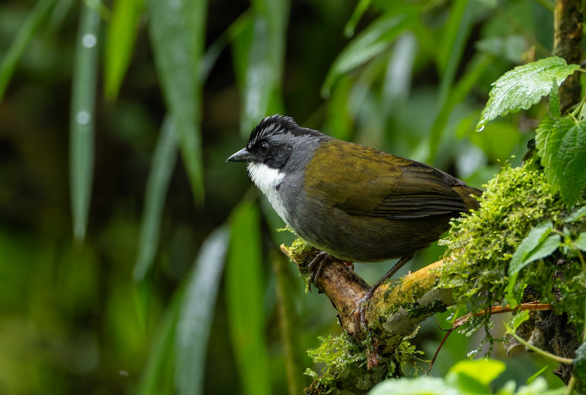 Gray-browed Brushfinch - ML618989761