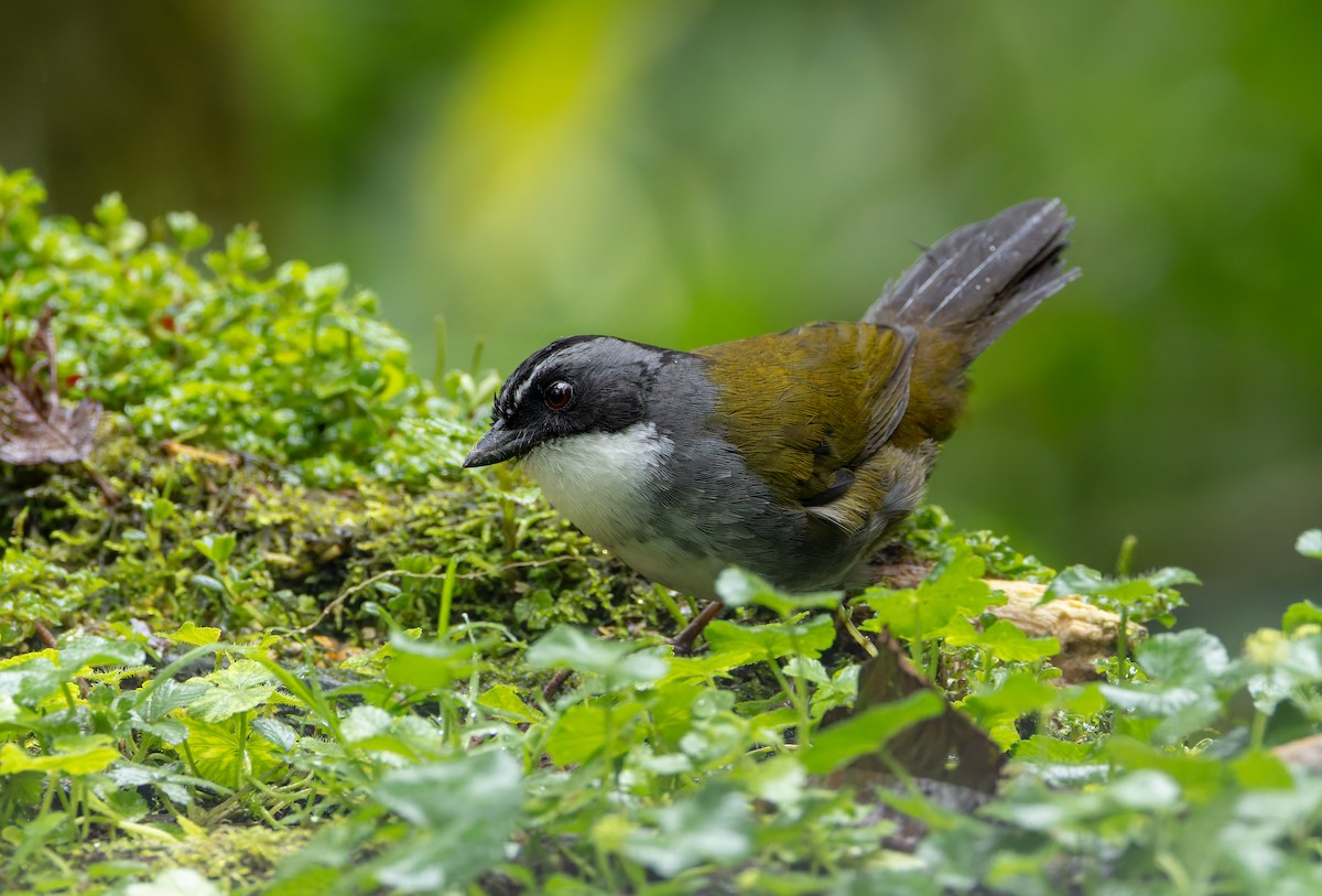 Gray-browed Brushfinch - ML618989766