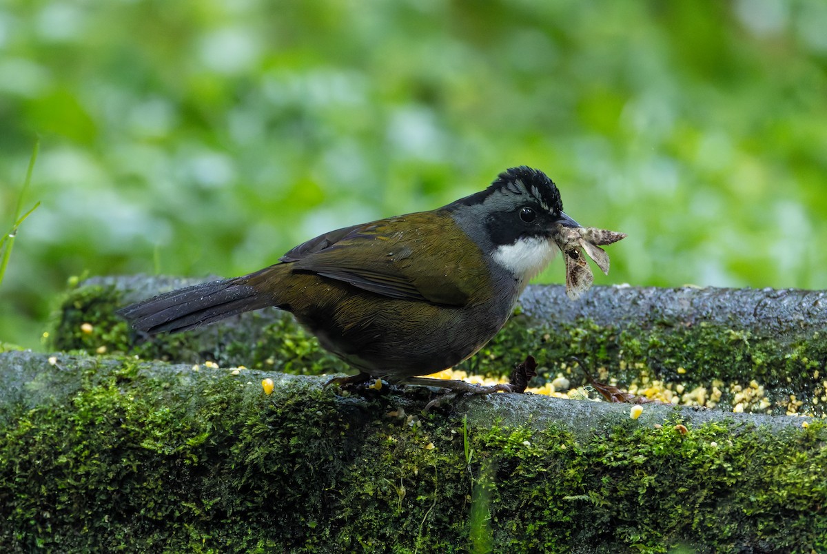 Gray-browed Brushfinch - ML618989780