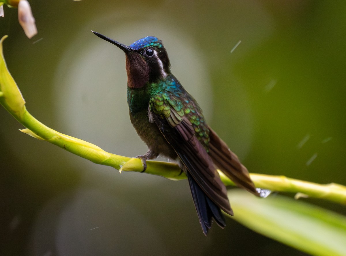 Purple-throated Mountain-gem - Forest Botial-Jarvis