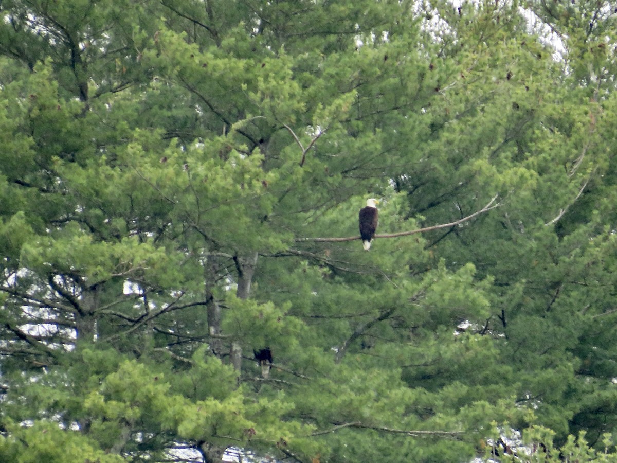 Bald Eagle - scott baldinger