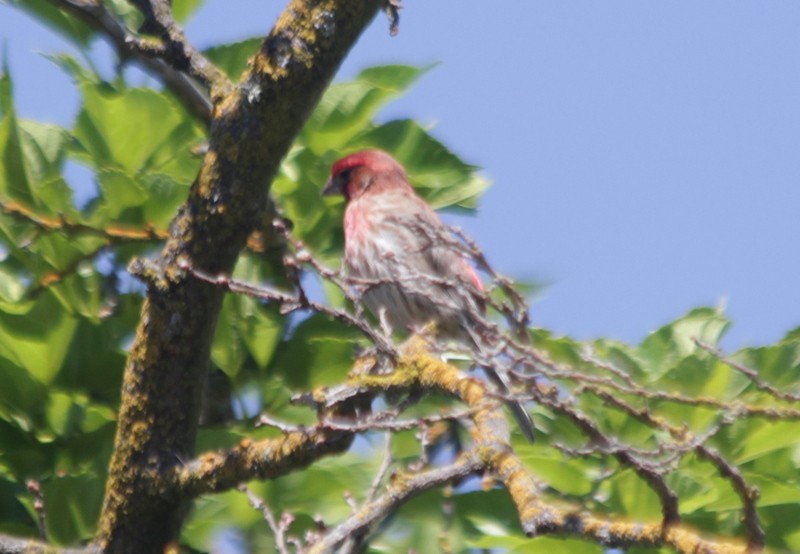 House Finch - suga moriwaki