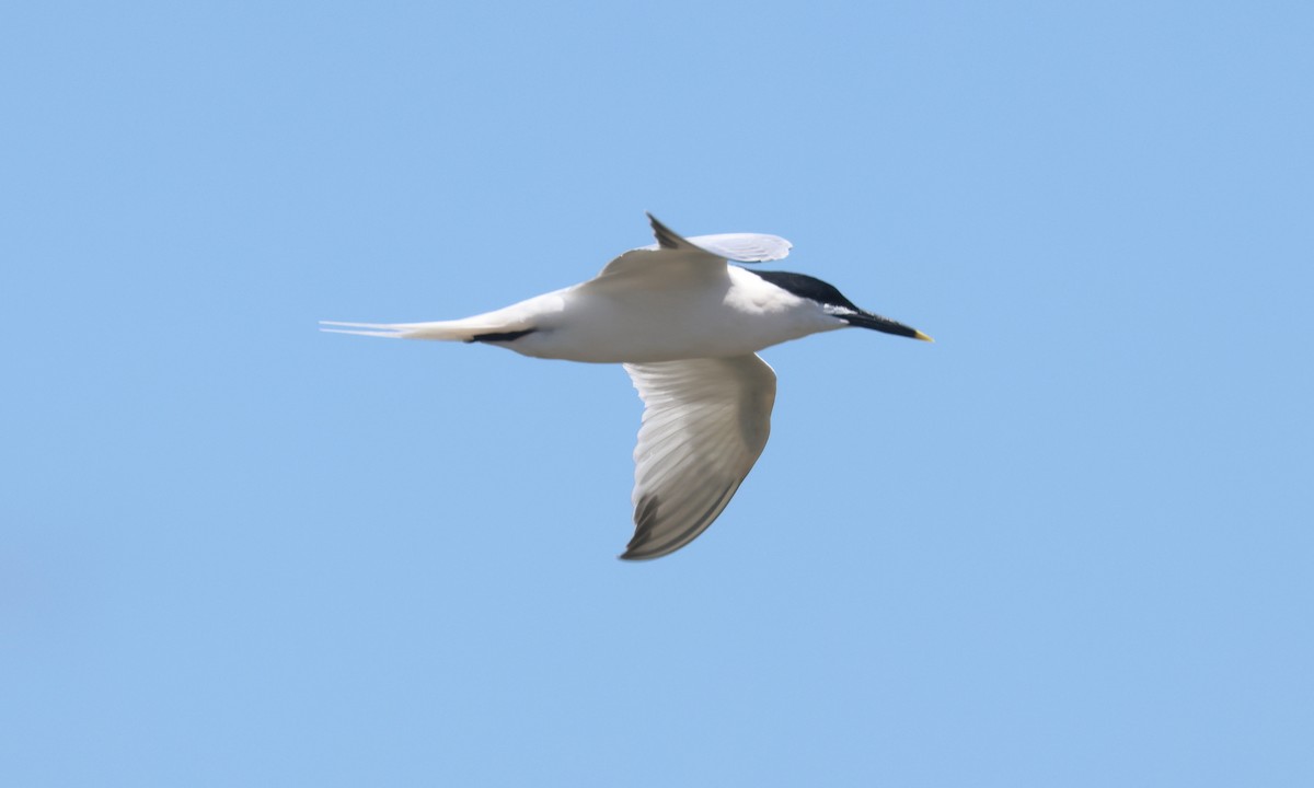 Sandwich Tern - ML618989901