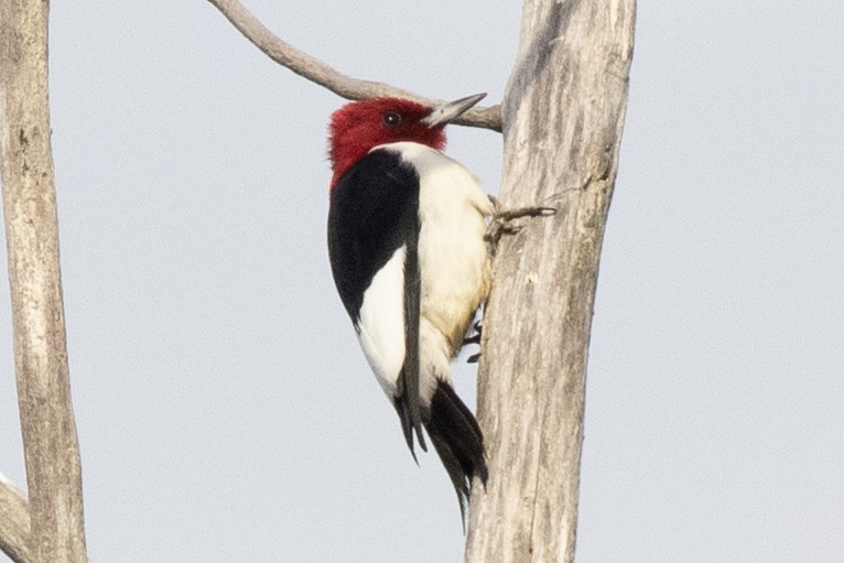 Red-headed Woodpecker - David Brown