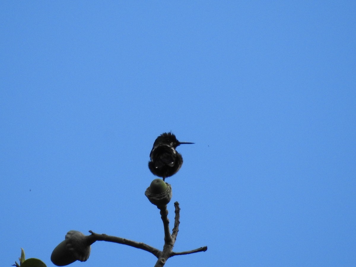 Wire-crested Thorntail - Juan nicolas  Jara Ordoñez