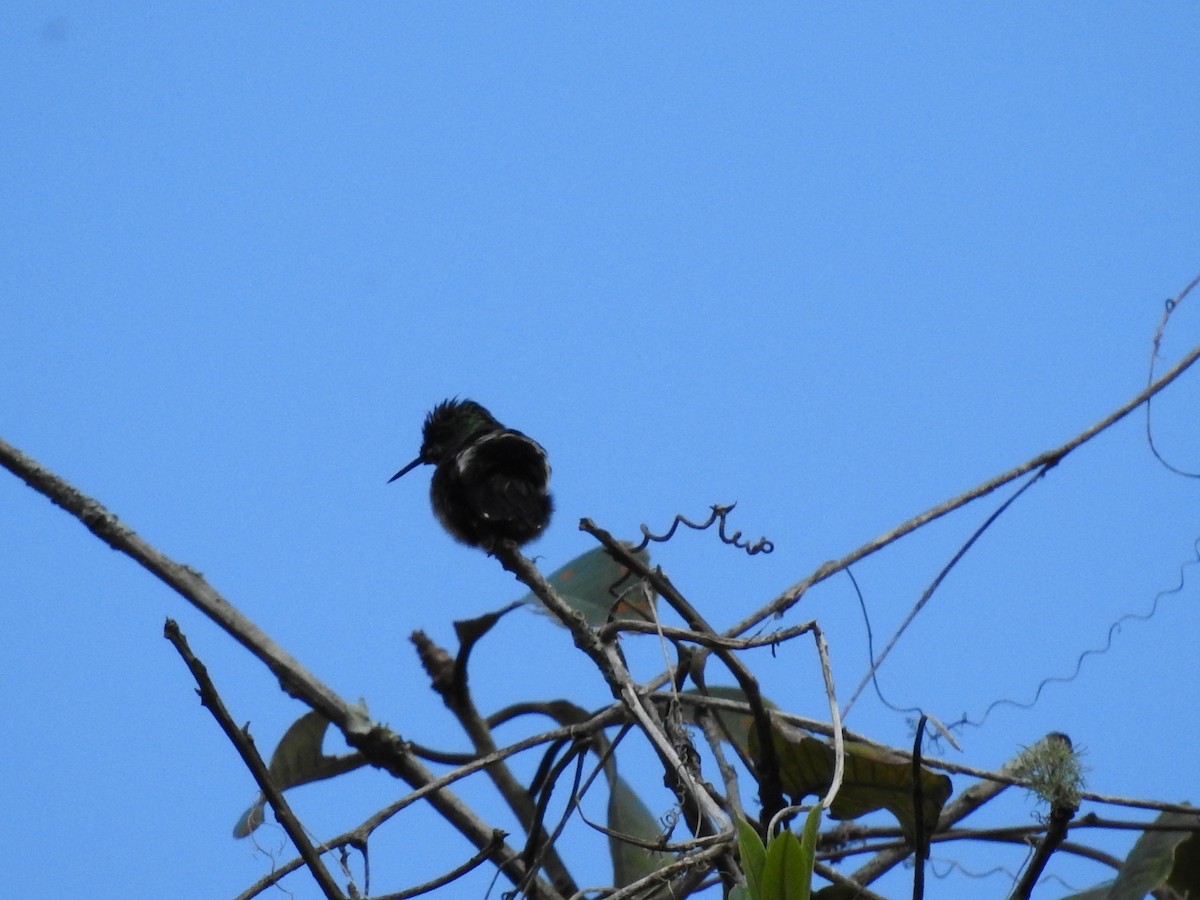 Wire-crested Thorntail - Juan nicolas  Jara Ordoñez