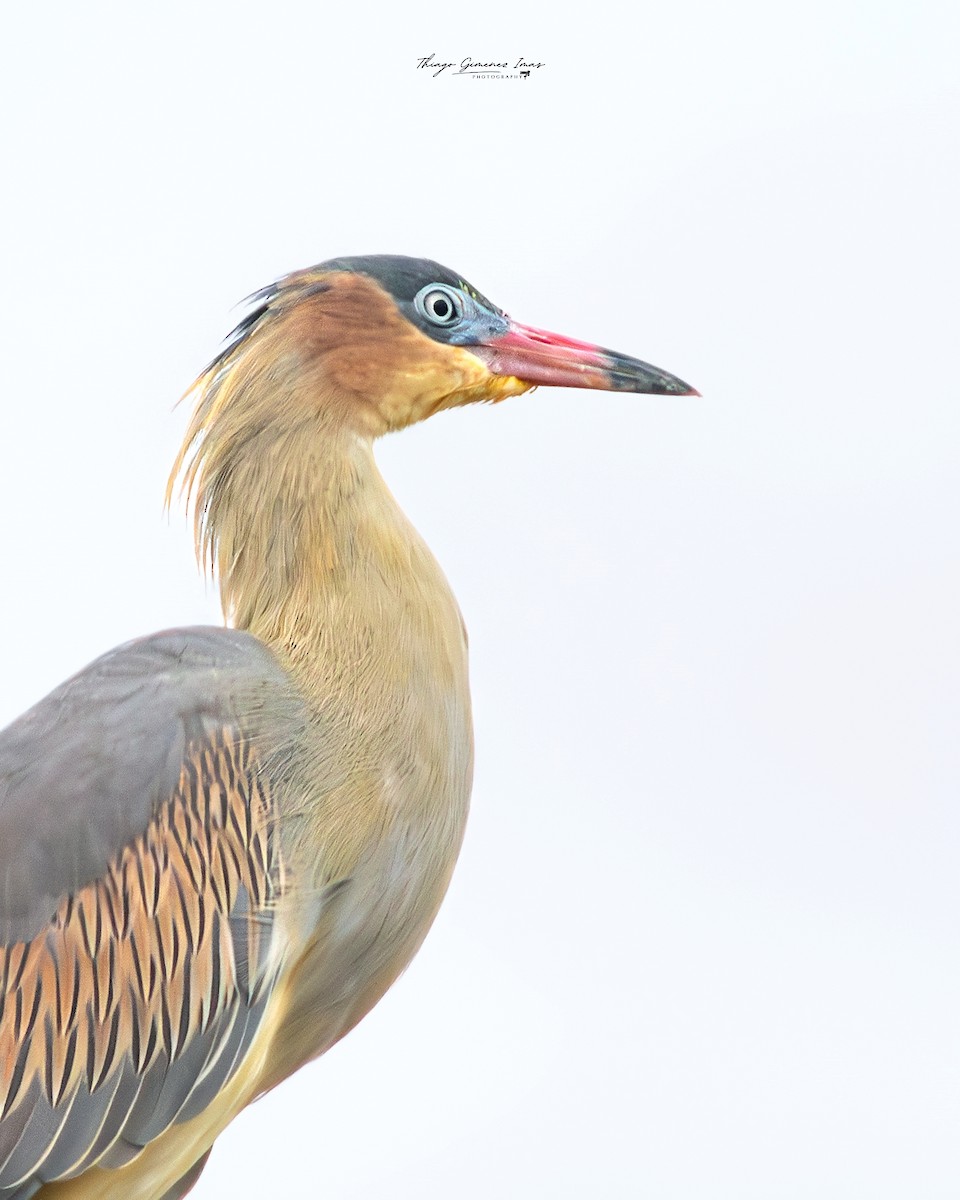 Whistling Heron - ML618989945