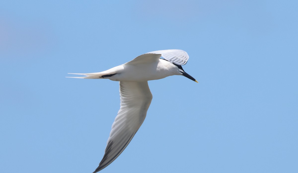 Sandwich Tern - ML618989970