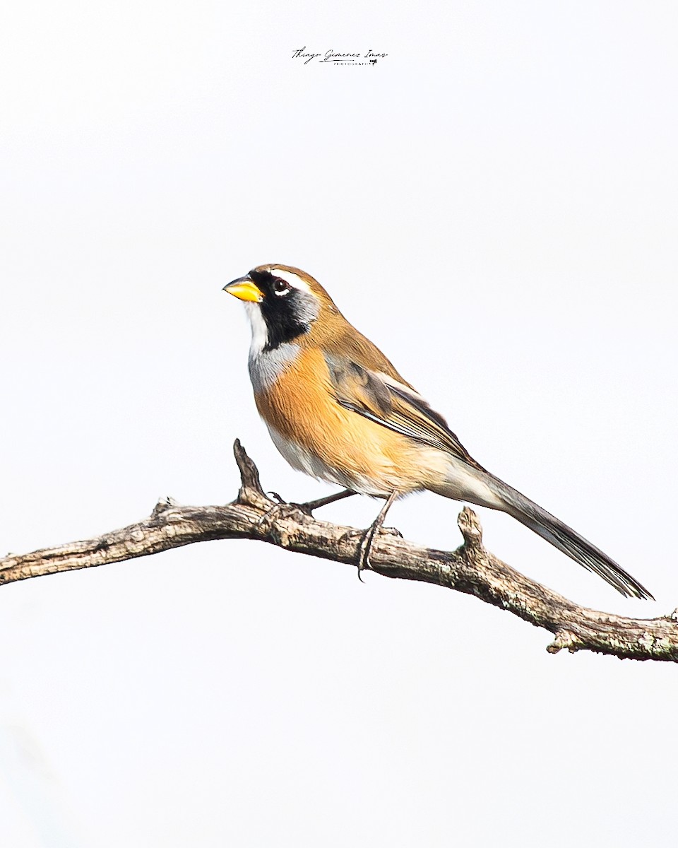 Many-colored Chaco Finch - ML618989971