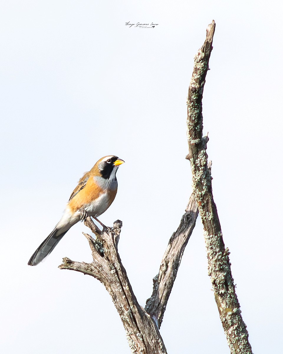 Many-colored Chaco Finch - ML618989972
