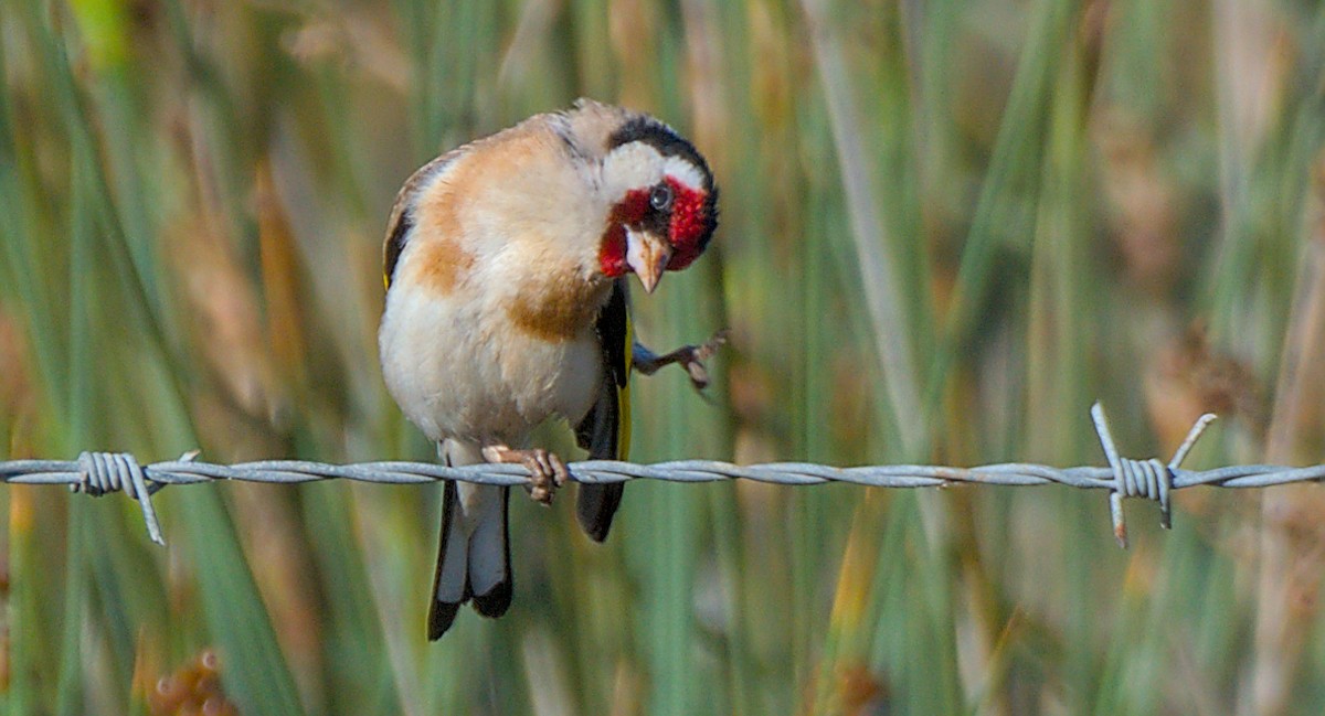 European Goldfinch - João Luís Araújo