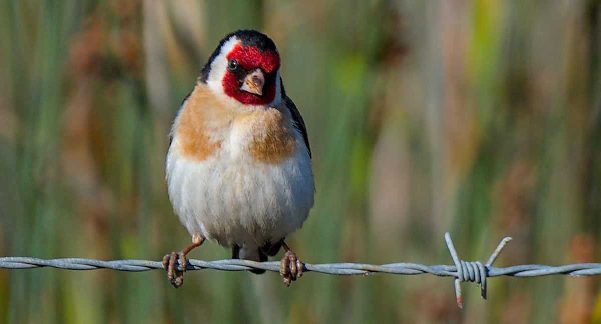 European Goldfinch - ML618989984