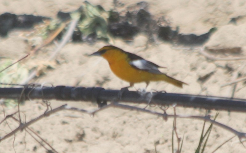 Bullock's Oriole - suga moriwaki