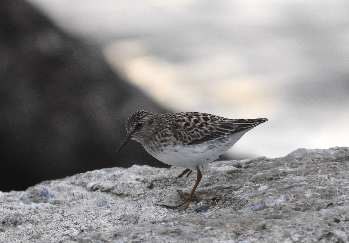 Least Sandpiper - ML618990014