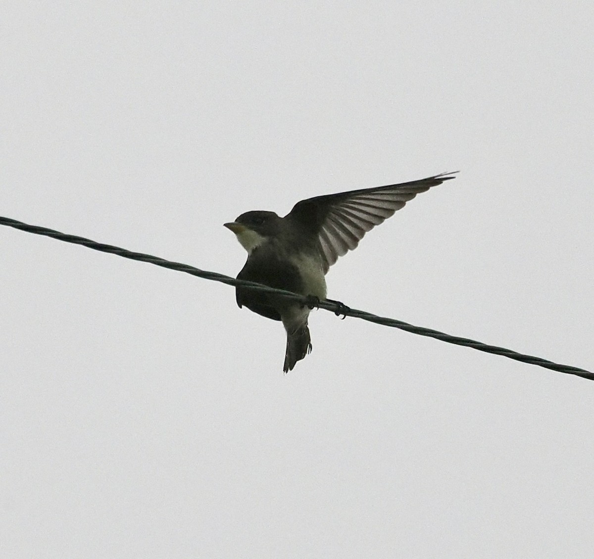 Olive-sided Flycatcher - Bob Foehring