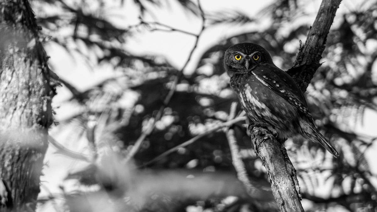 Ferruginous Pygmy-Owl - Thiago Gimenez imas