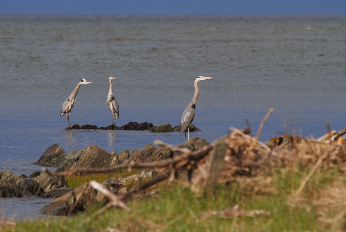 Great Blue Heron - Thomas Biteau