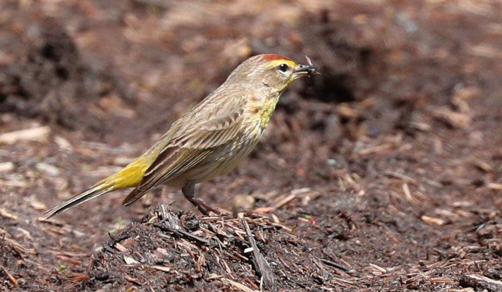 Palm Warbler - Grace Green