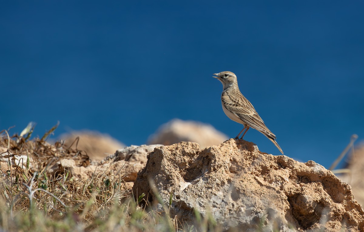 Greater Short-toed Lark - ML618990047