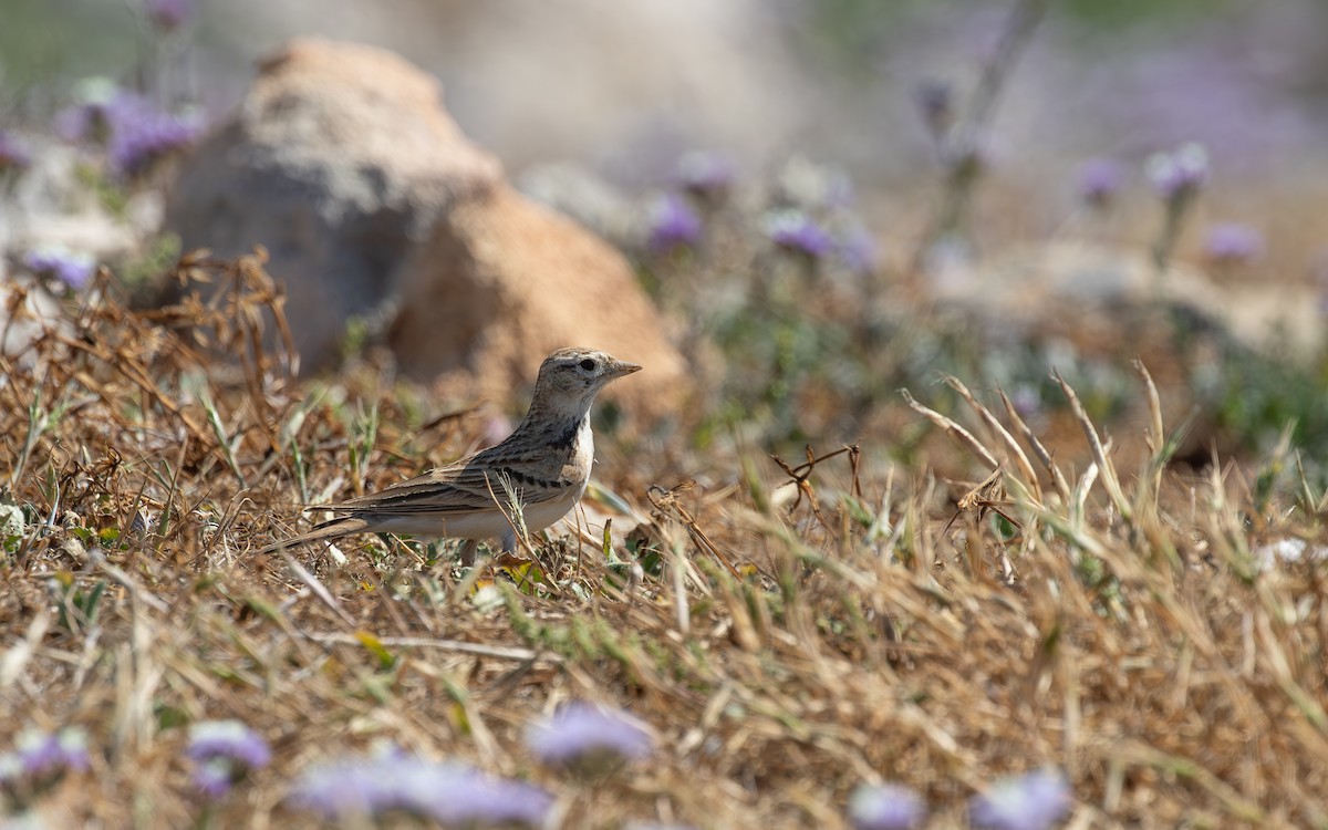 Greater Short-toed Lark - Jonathan Farooqi