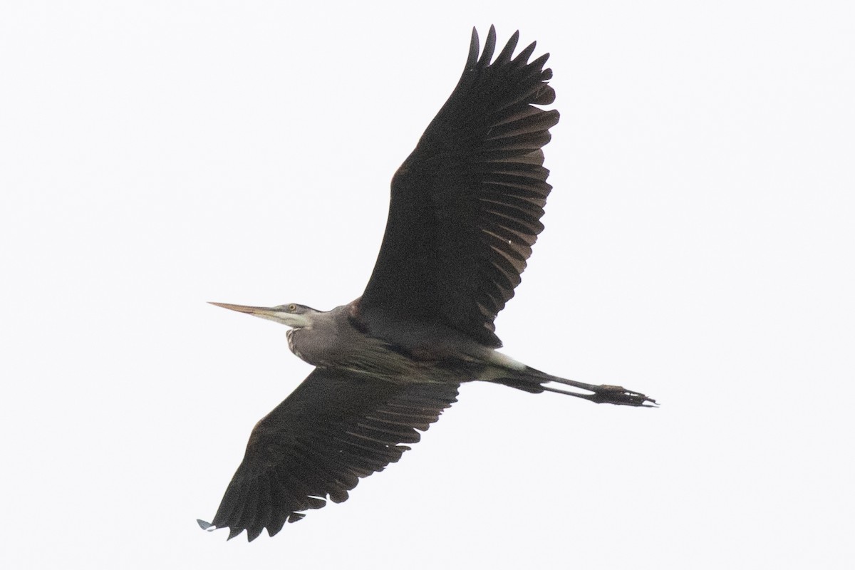 Great Blue Heron - ML618990062