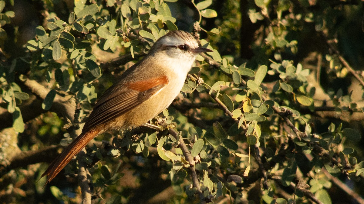 Stripe-crowned Spinetail - Thiago Gimenez imas