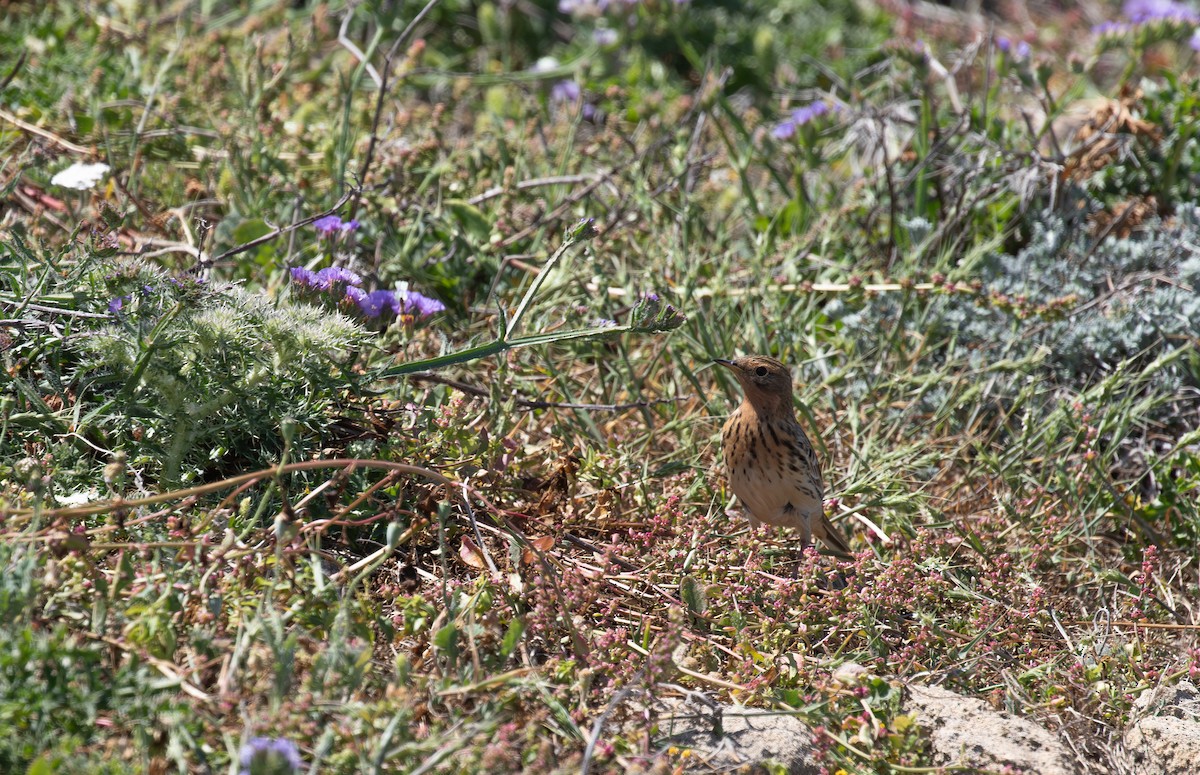 Pipit à gorge rousse - ML618990107