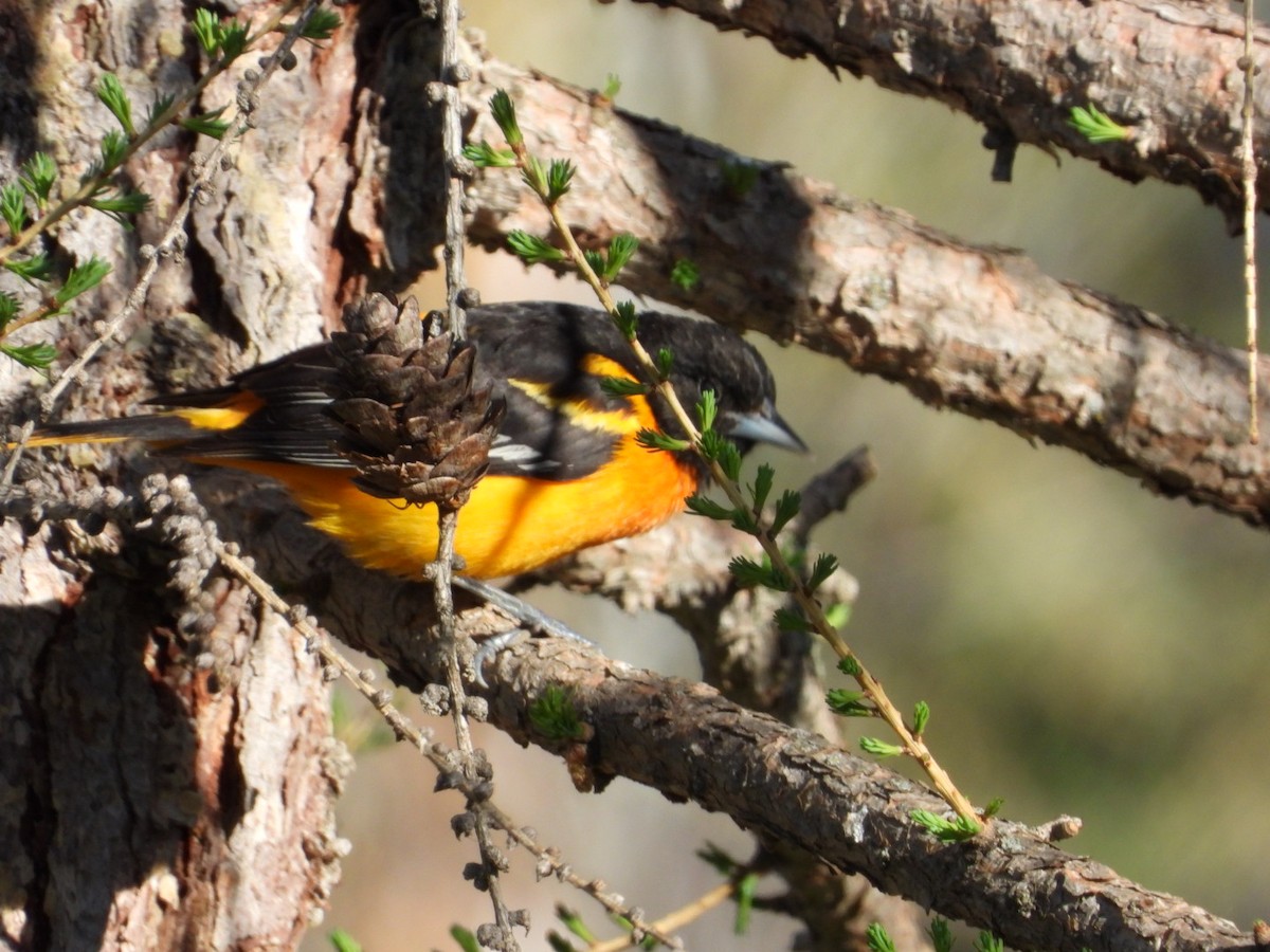 Baltimore Oriole - Heather Dempsey