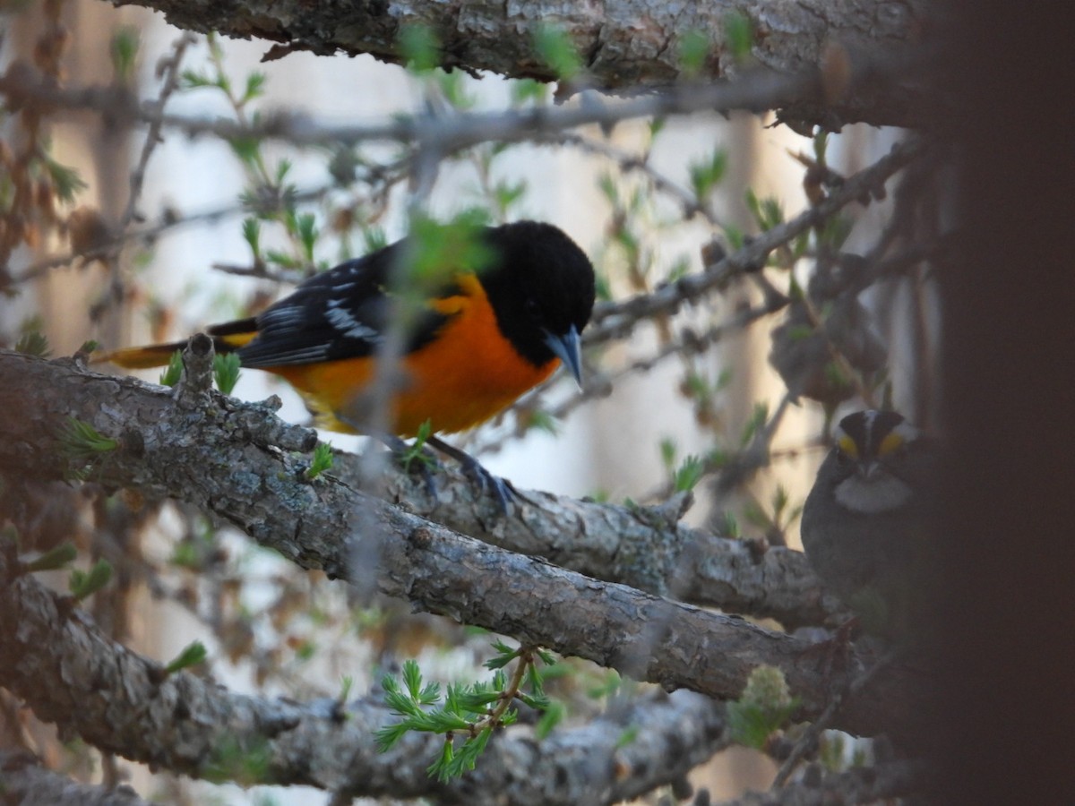 Baltimore Oriole - Heather Dempsey