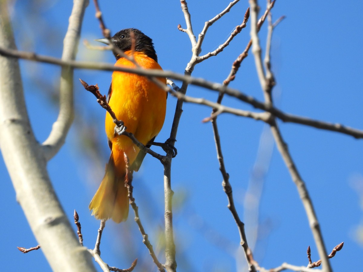 Baltimore Oriole - Heather Dempsey