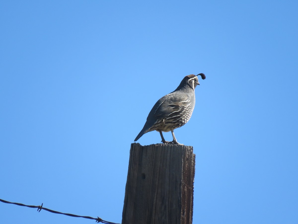 California Quail - ML618990130