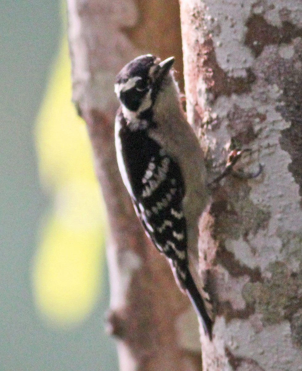 Downy Woodpecker - ML618990134