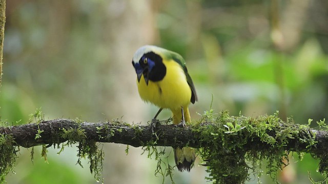 Green Jay - ML618990138