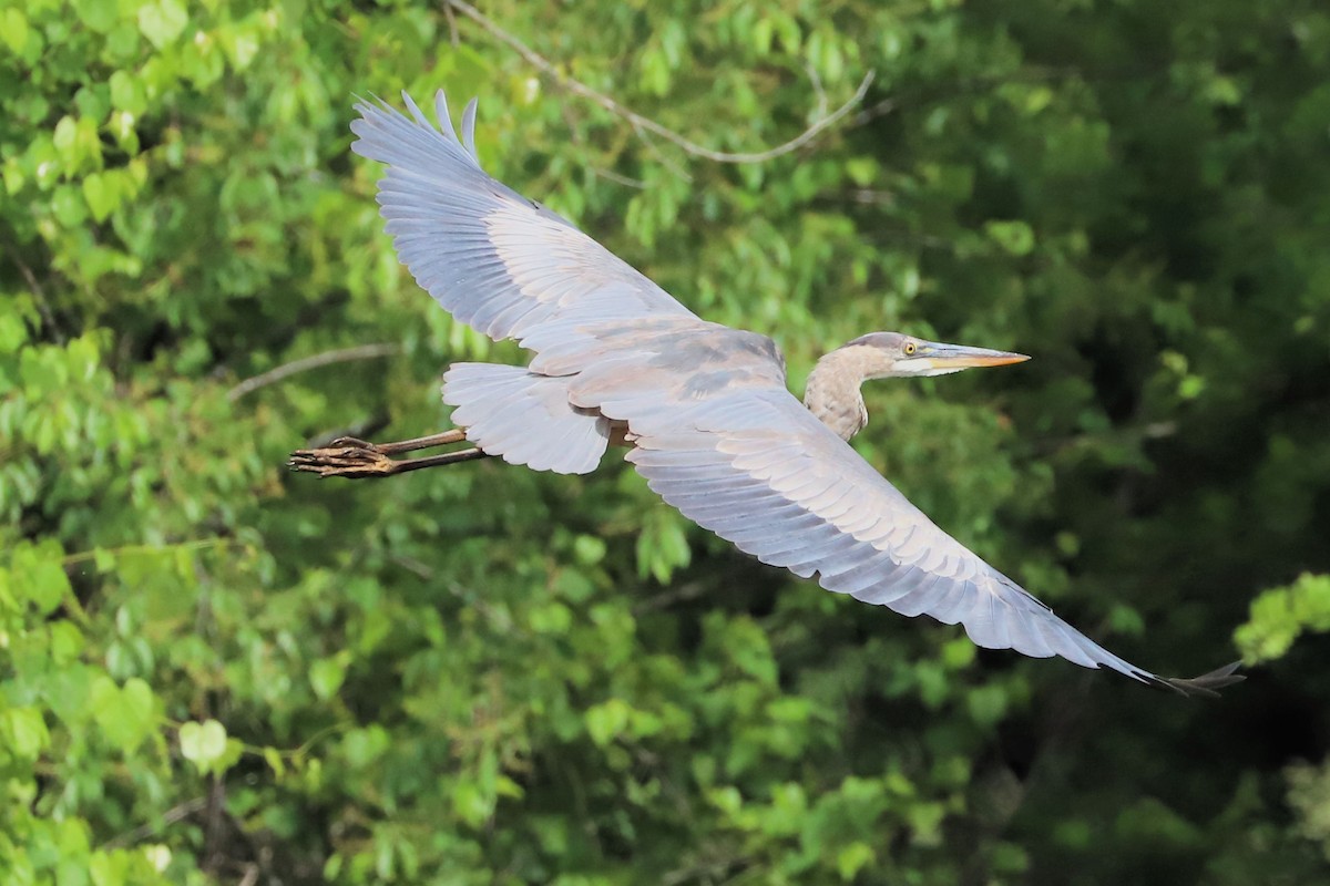 Great Blue Heron - DICK GRUBB