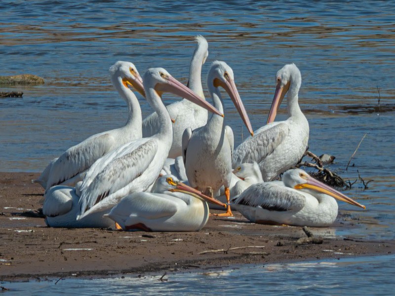 pelikán severoamerický - ML618990148