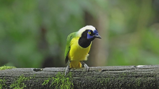 Green Jay - ML618990149