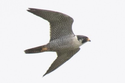 Peregrine Falcon - ML618990152