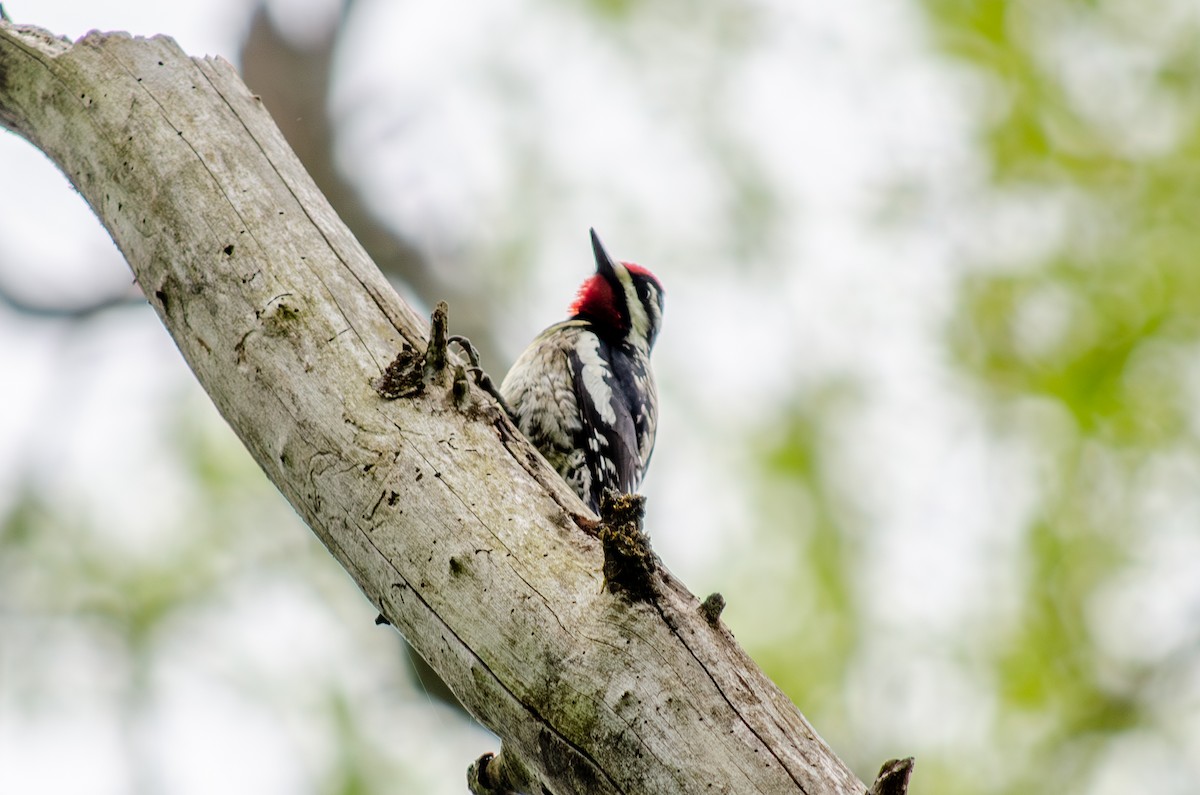 Yellow-bellied Sapsucker - ML618990181