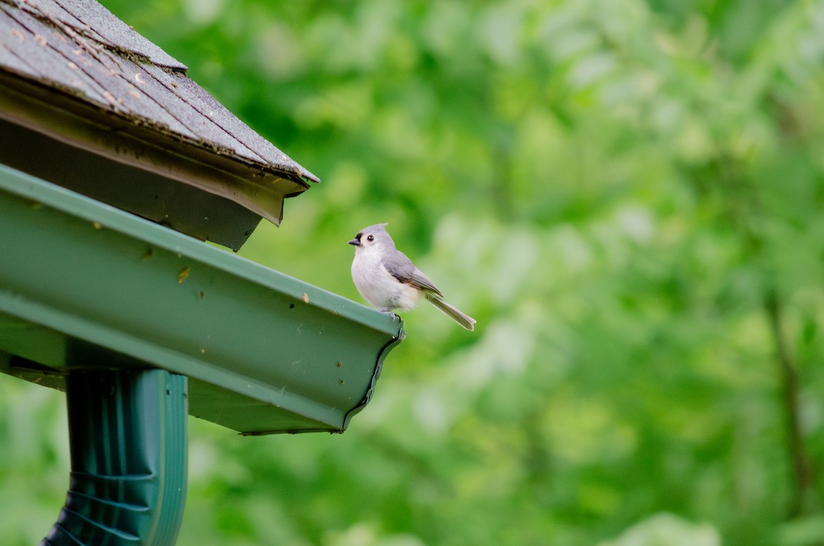 Tufted Titmouse - ML618990189